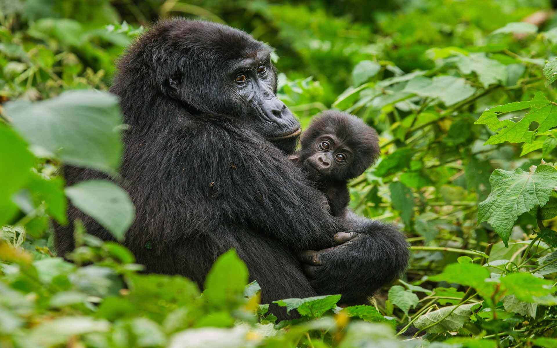 mountain gorilla mother and baby uganda