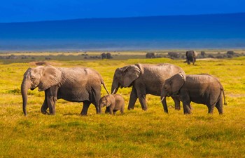 A family of elephants in Kenya