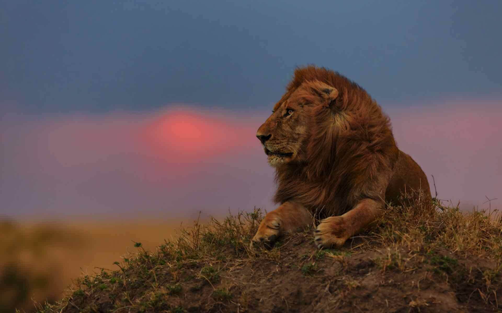 lion at sunset in the Masai Mara, Kenya
