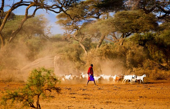 shepherd with herd of goats in amboseli