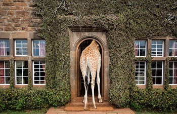 Giraffe Manor  Listing Image