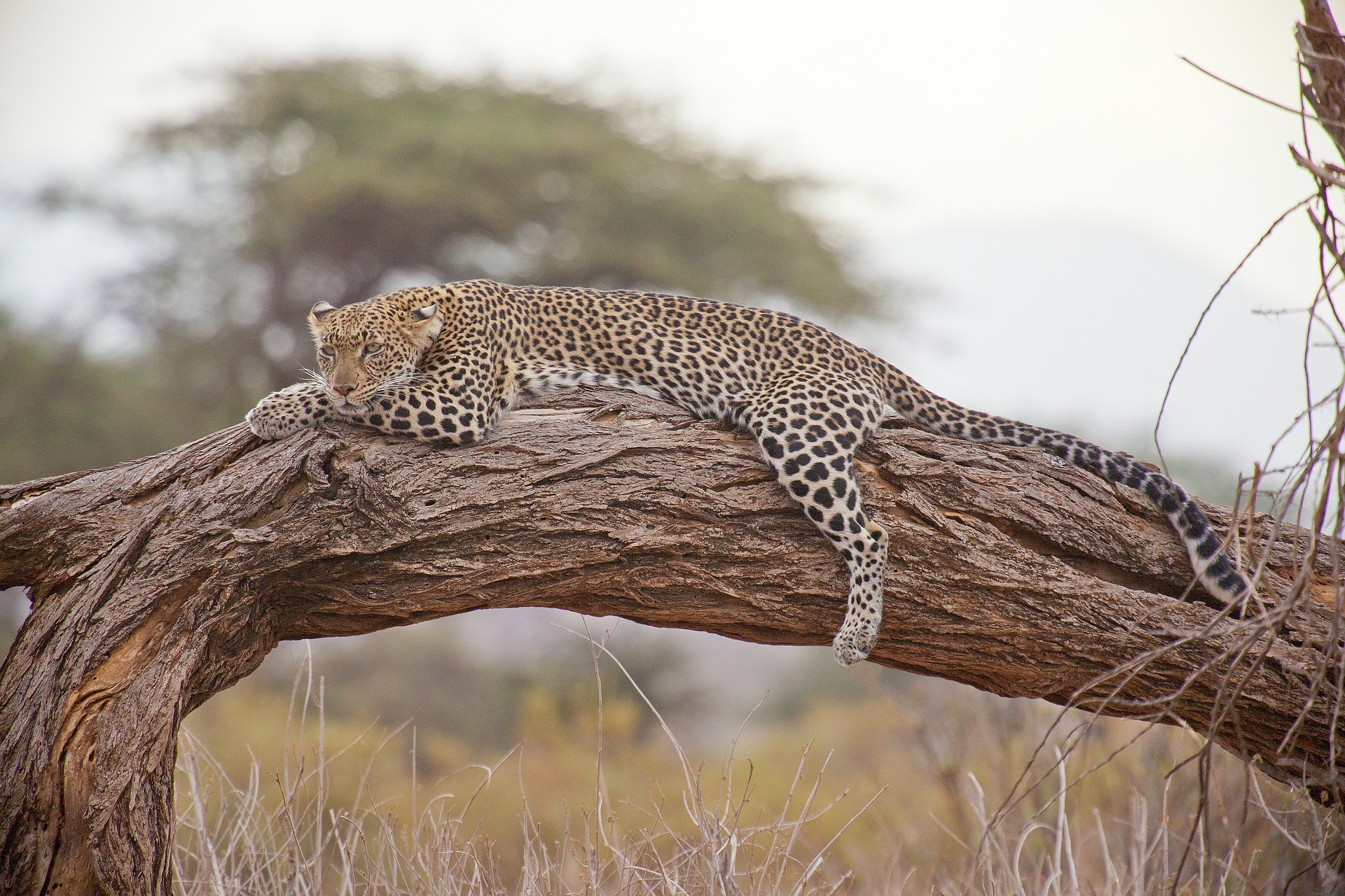 Wayfairer Travel Guide: Kenya Listing Image