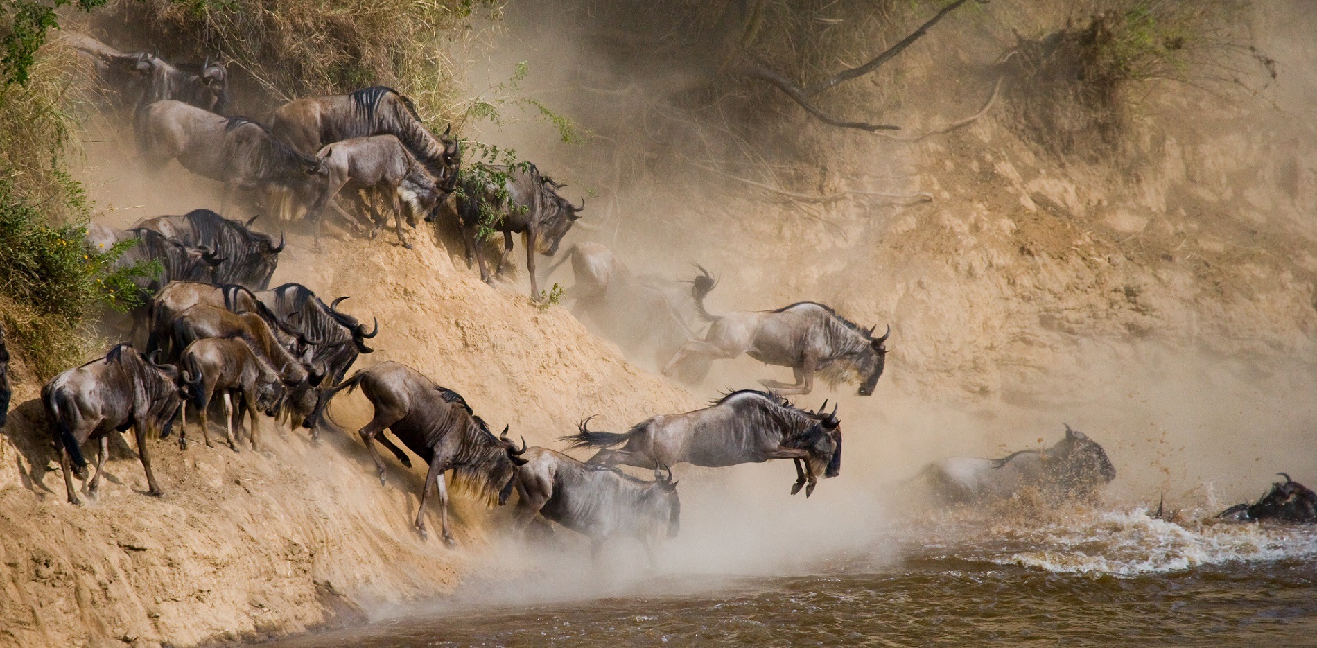 Wildebeest migration crossing the Grumeti River