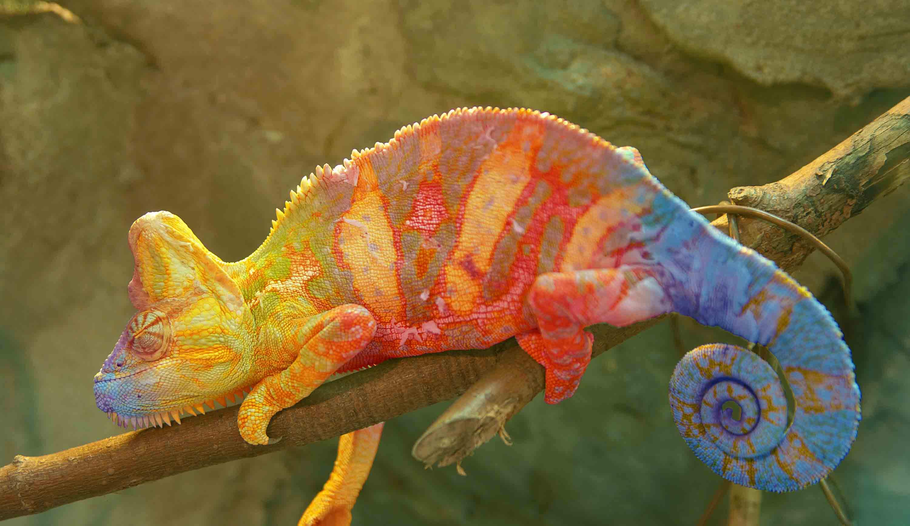 colourful chameleon on a branch