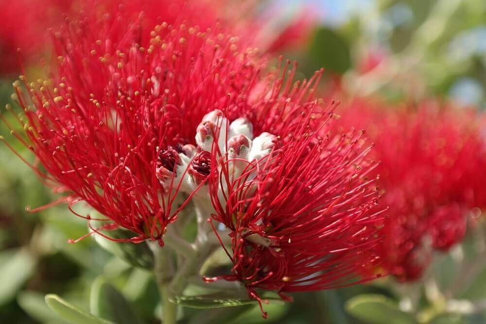 Red pohutukawa flower blossom at Christmas in December in New Zealand