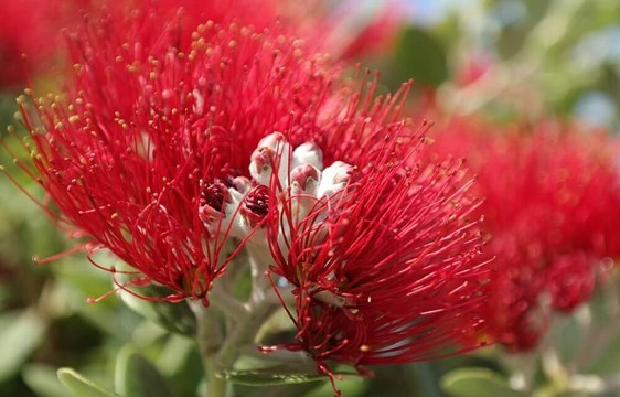 Red pohutukawa flower blossom at Christmas in December in New Zealand