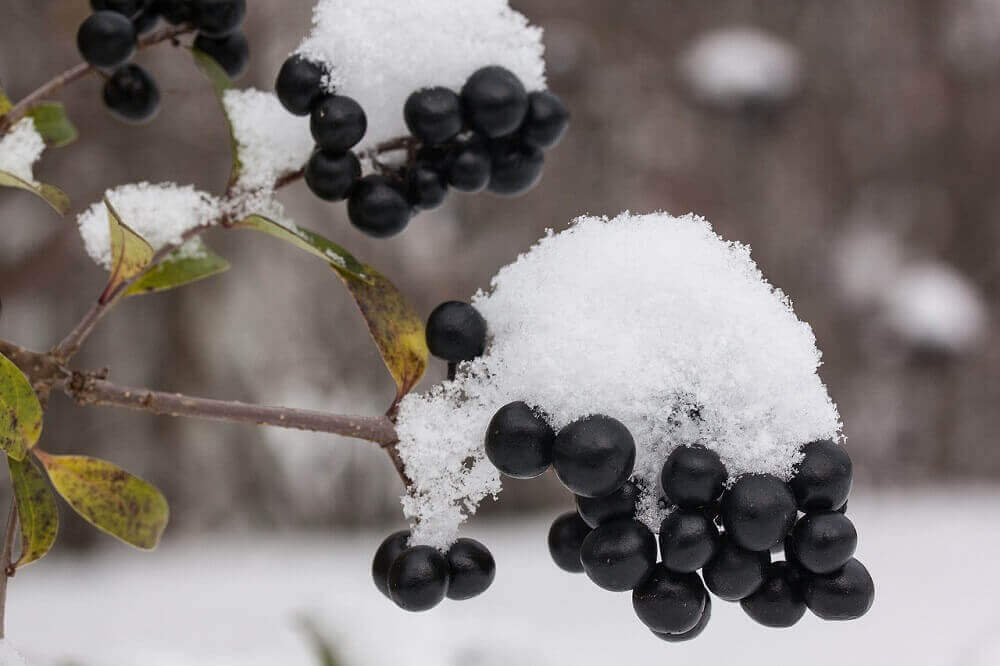 Snow on berries in June in New Zealand