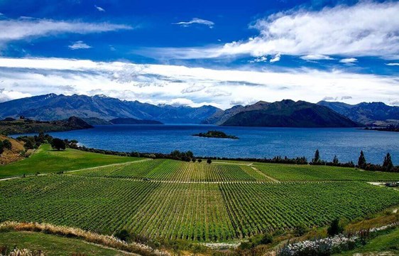 Vineyards by the lake in March in New Zealand