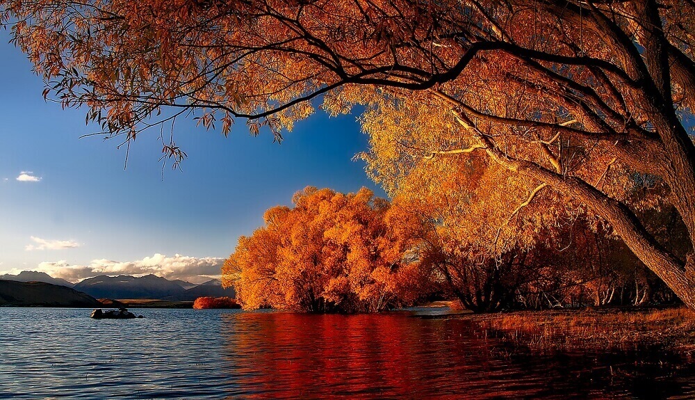 Autumn foliage by the lake in May in New Zealand