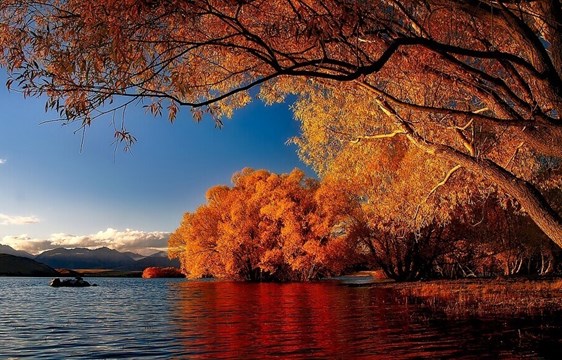Autumn foliage by the lake in May in New Zealand