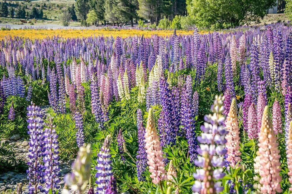 Pink and purple spring lupins in blossom in November in New Zealand