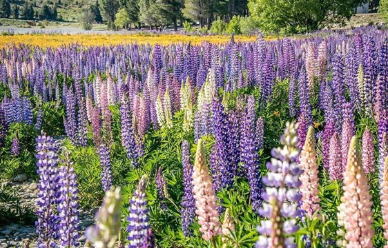 Pink and purple spring lupins in blossom in November in New Zealand