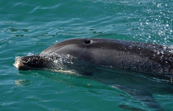 Dolphin swimming in the ocean in October in New Zealand