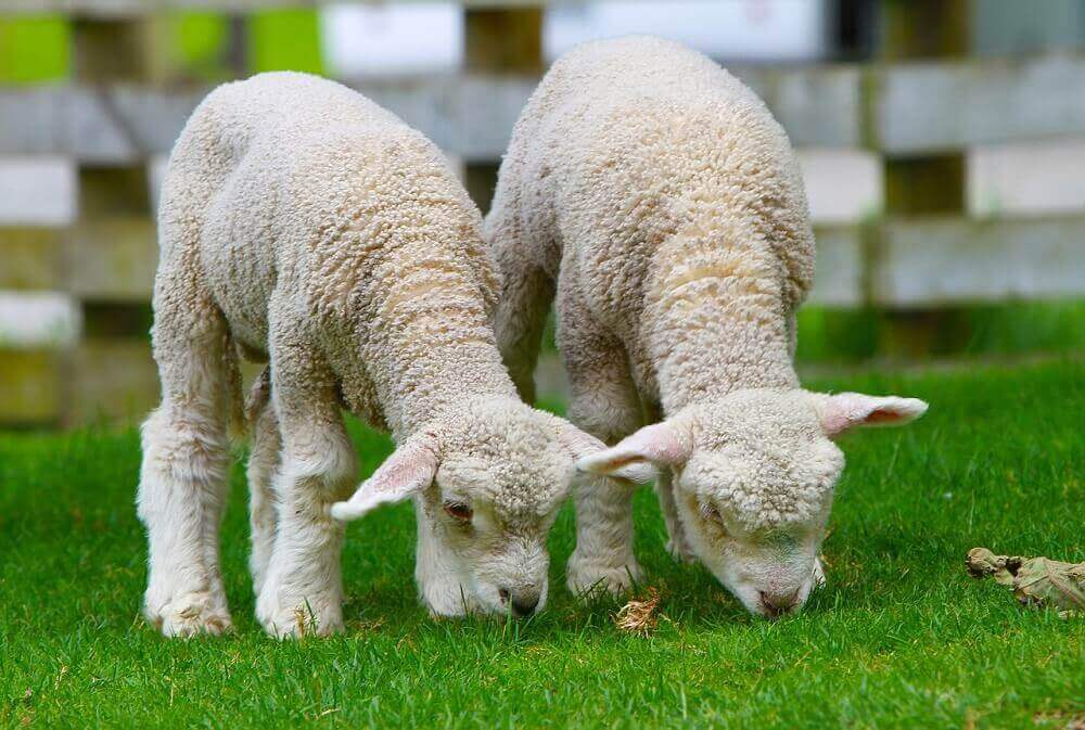Newborn spring lambs in September in New Zealand