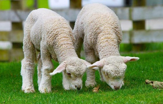 Newborn spring lambs in September in New Zealand