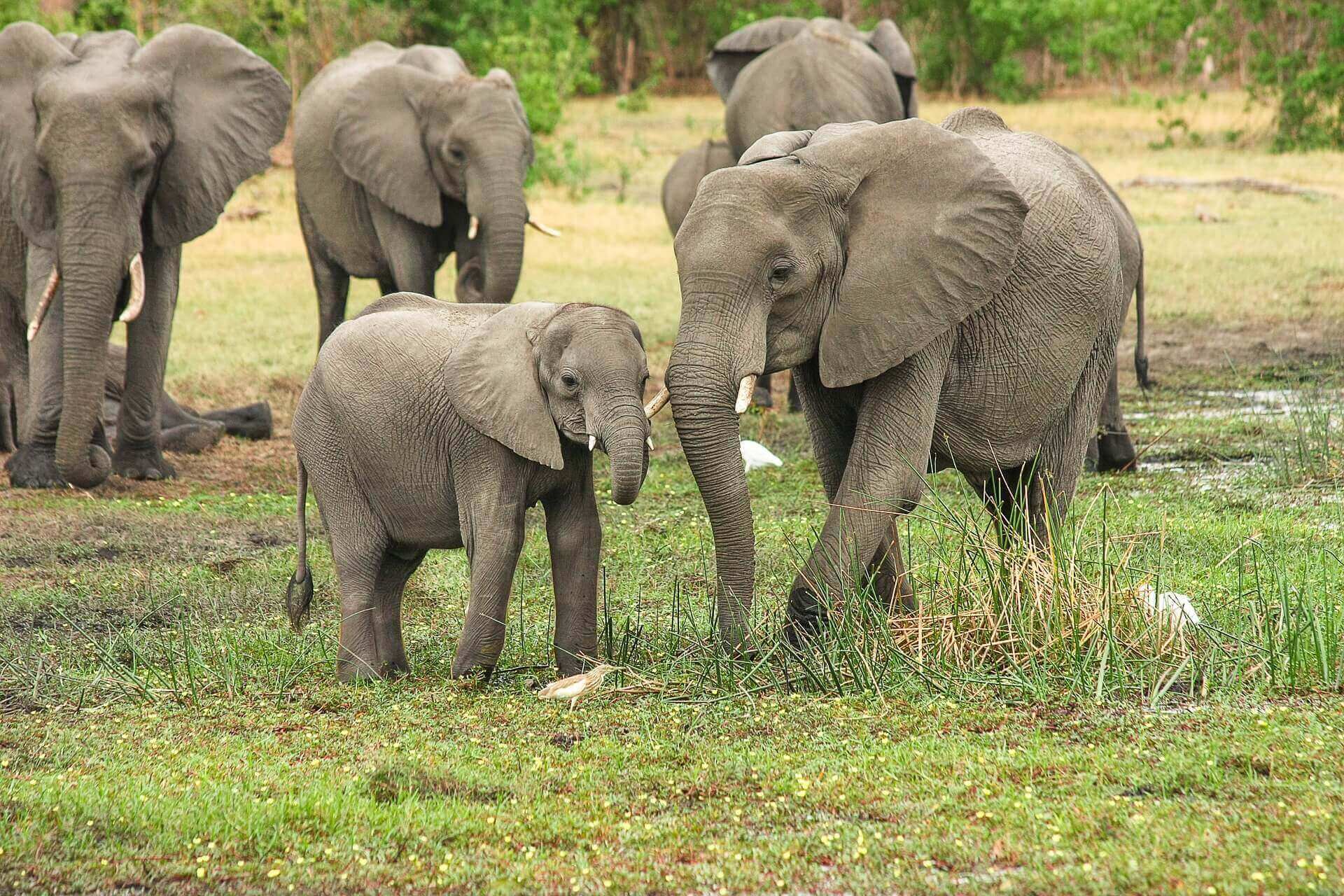 Elephant family with baby on African safari