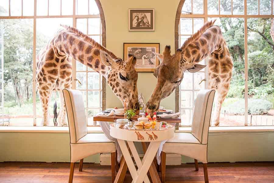 two giraffes having breakfast at giraffe manor, nairobi, kenya