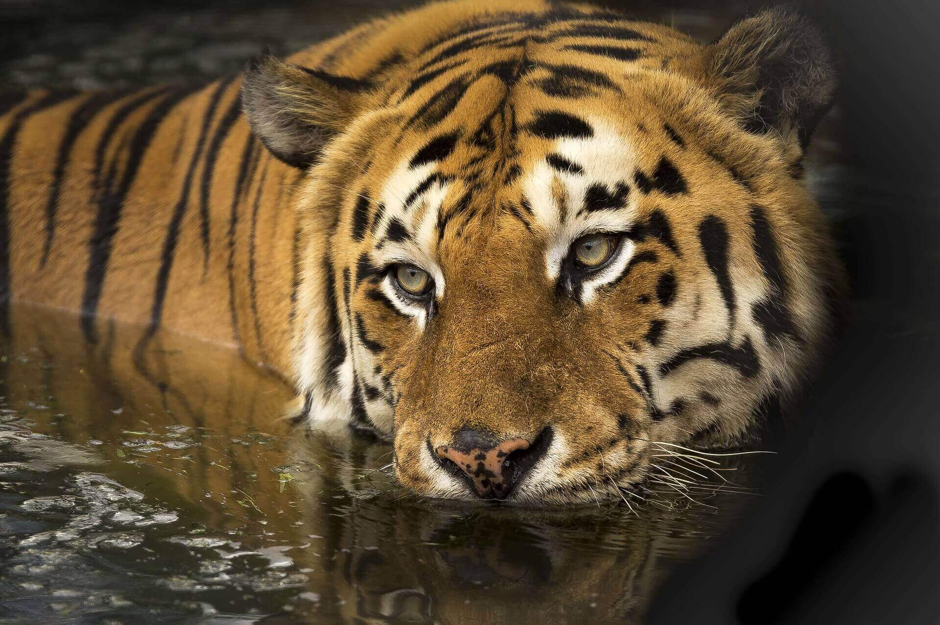 Bengal tiger swimming in India - BBC Earth's Dynasties with David Attenborough