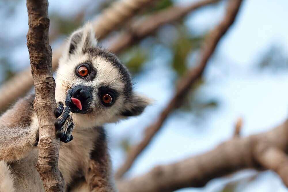 Lemur sticking its tongue out in Madagascar