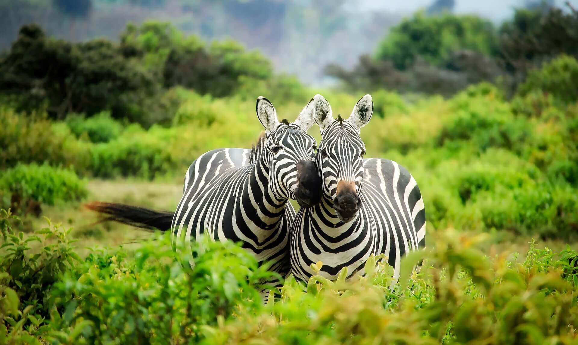 Two zebras cuddling on safari in Kenya