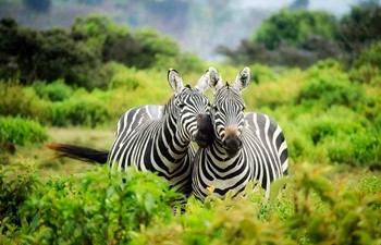 Two zebras cuddling on safari in Kenya