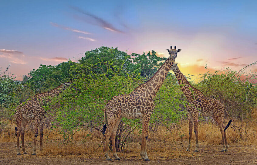 Thornicrofts giraffes in South Luangwa National Park in Zambia