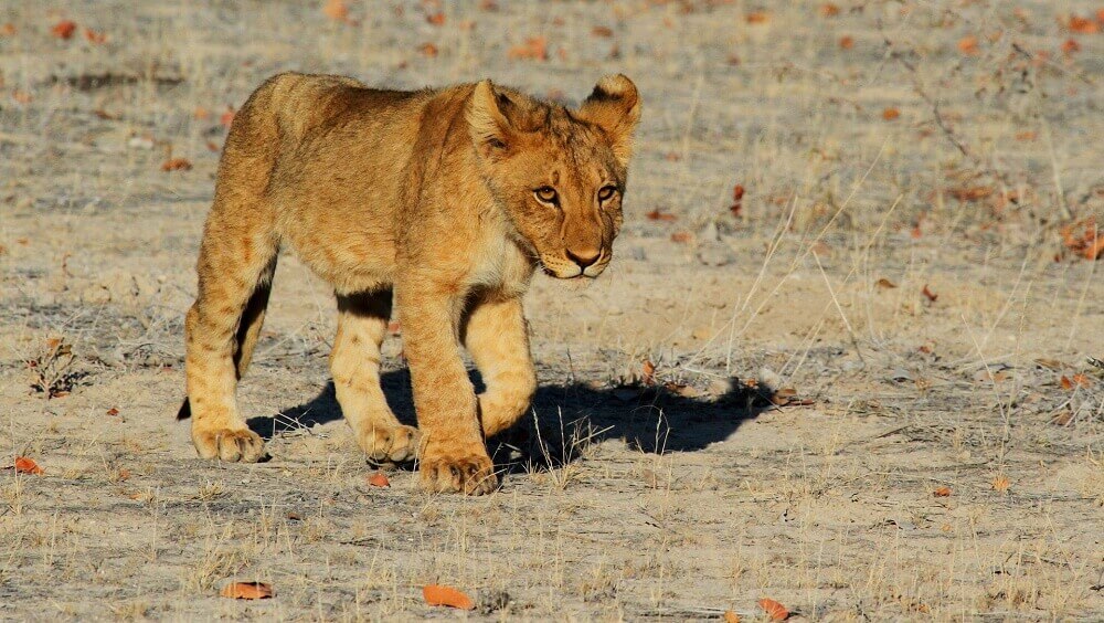 Lion cub in Namibia on a Big Five safari
