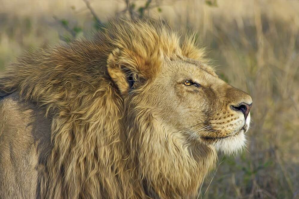 Male lion in Botswana on a Big Five safari