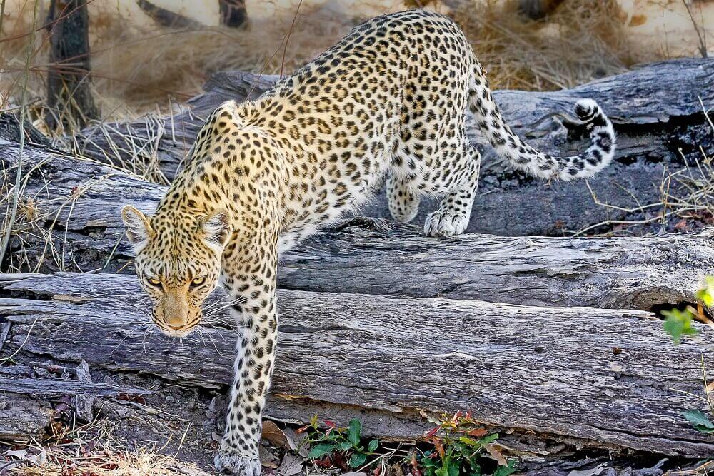 Prowling leopard in Kenya on a Big Five safari