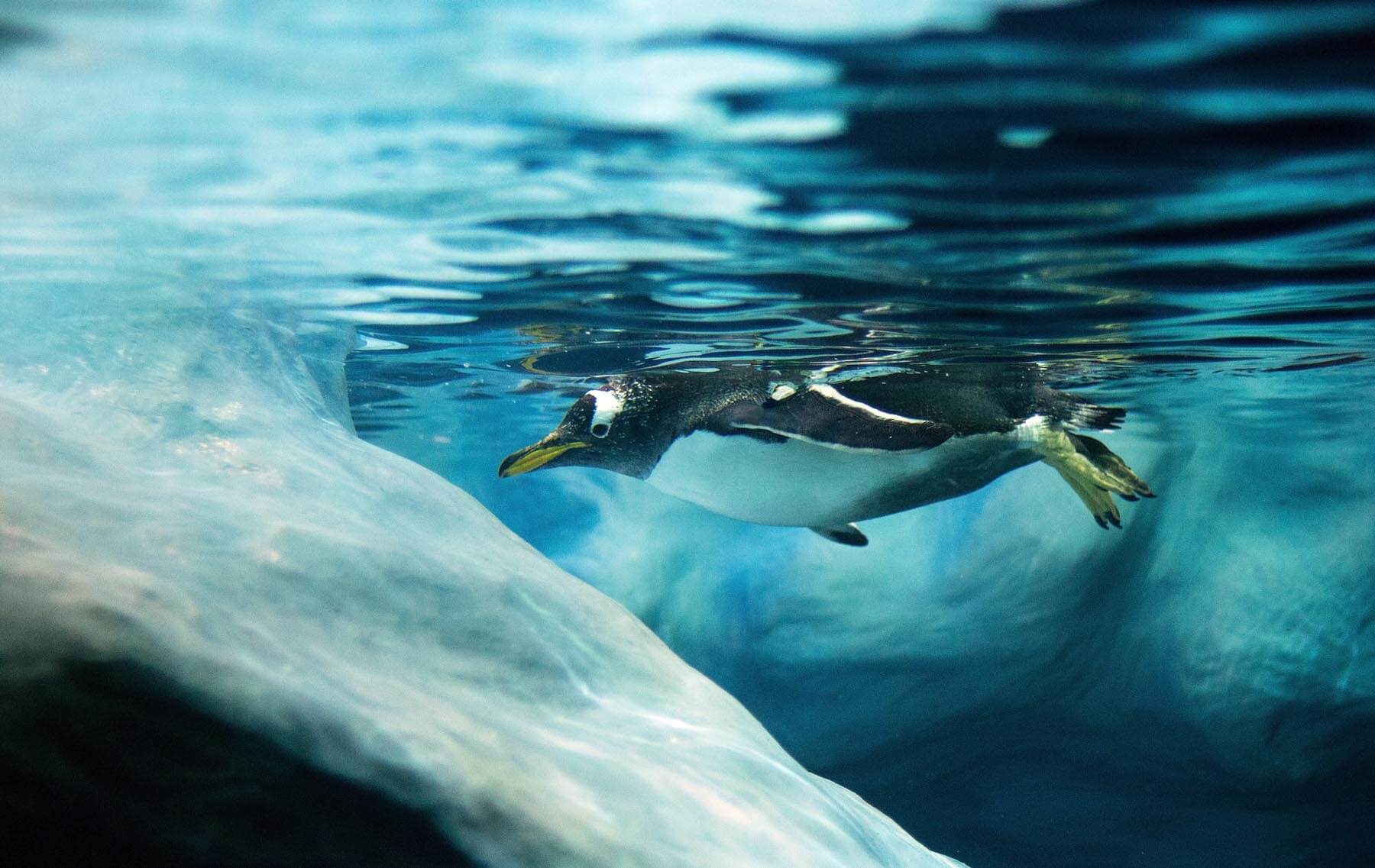 แอนตาร์กติกา Listing Image