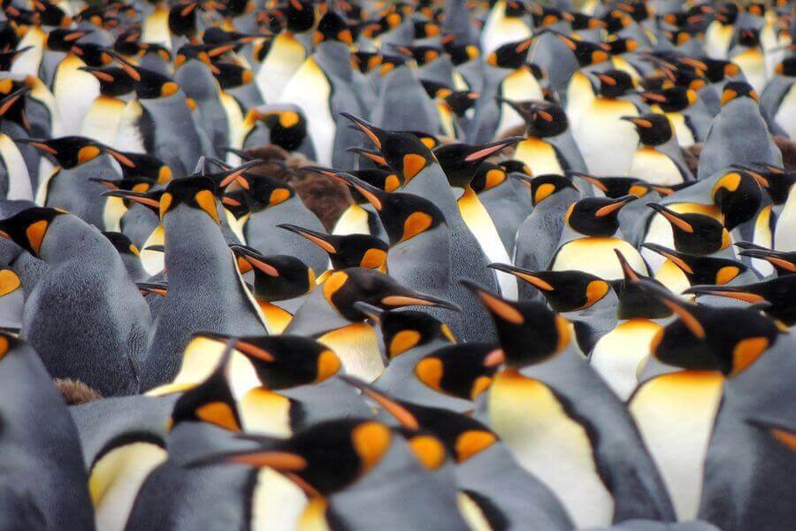 Day 10 - Exploring South Georgia Listing Image