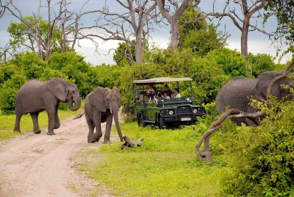 game drive spotting a family of elephants in botswana