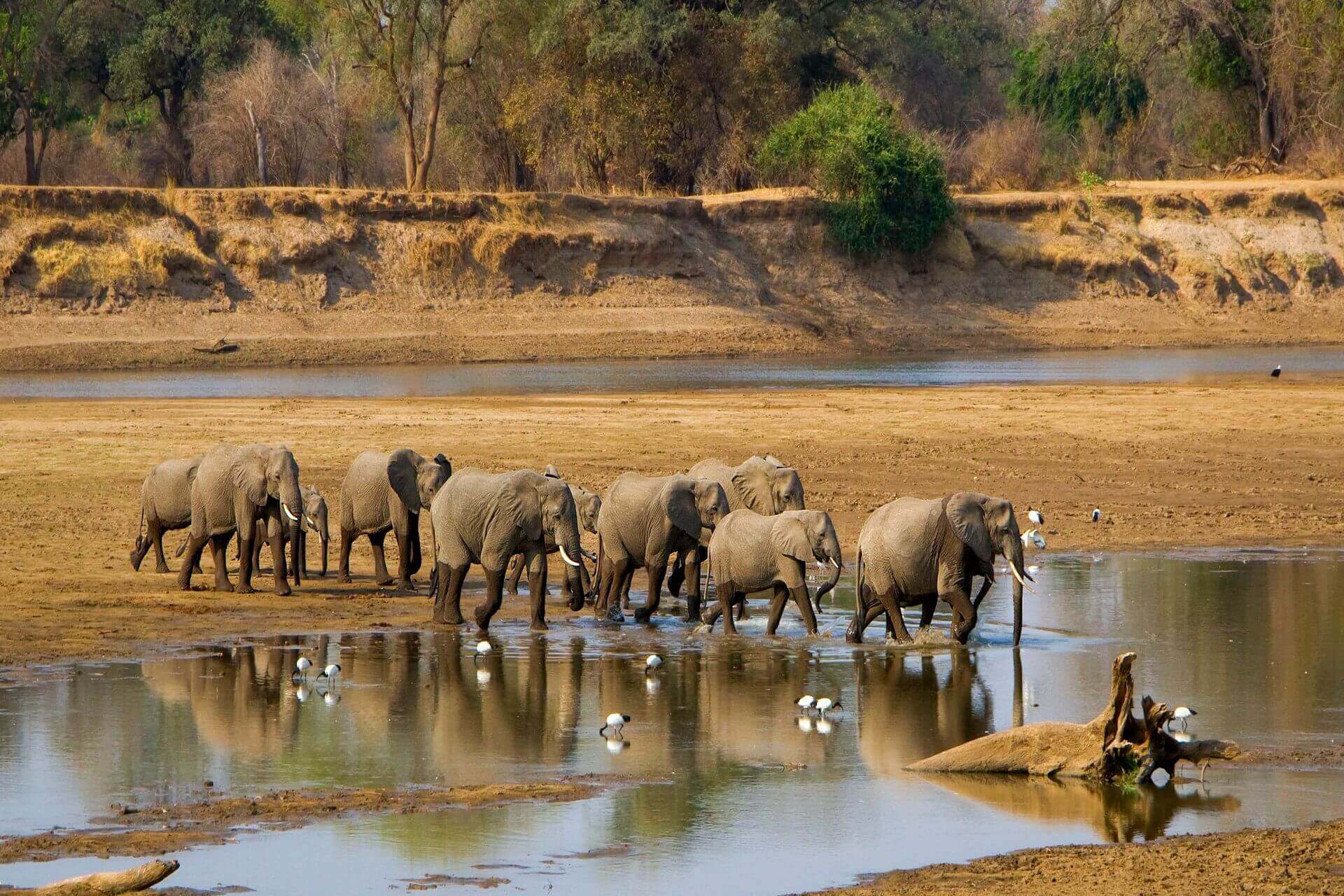herd of elephants crossing a river in Zambia