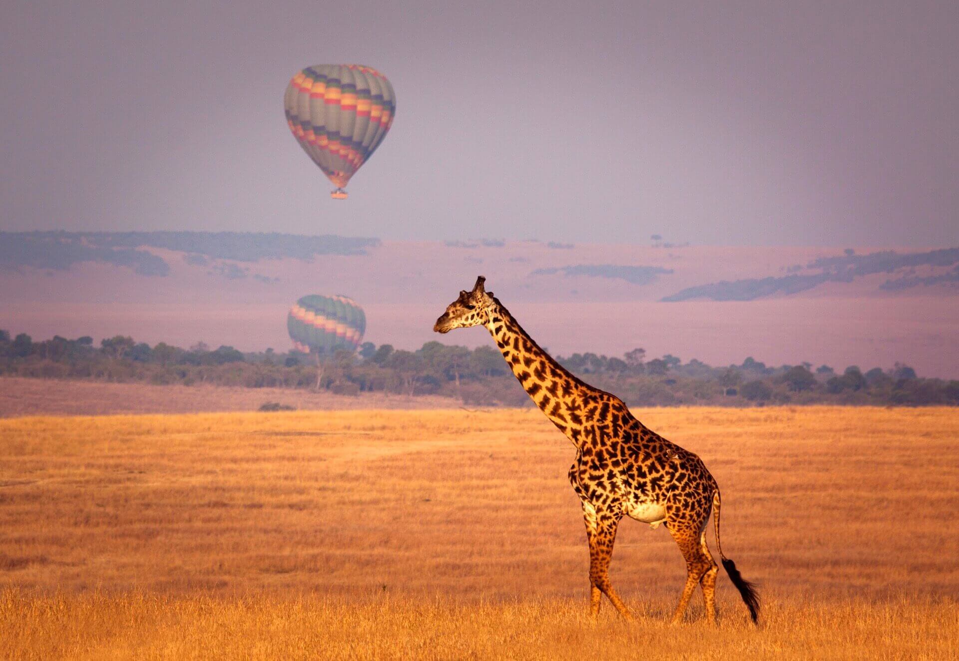 A reticulated giraffe walks across the savannah in Kenya