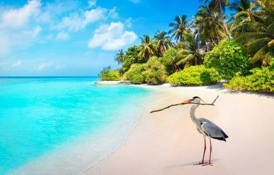 grey heron bird on a palm fringed beach in the maldives