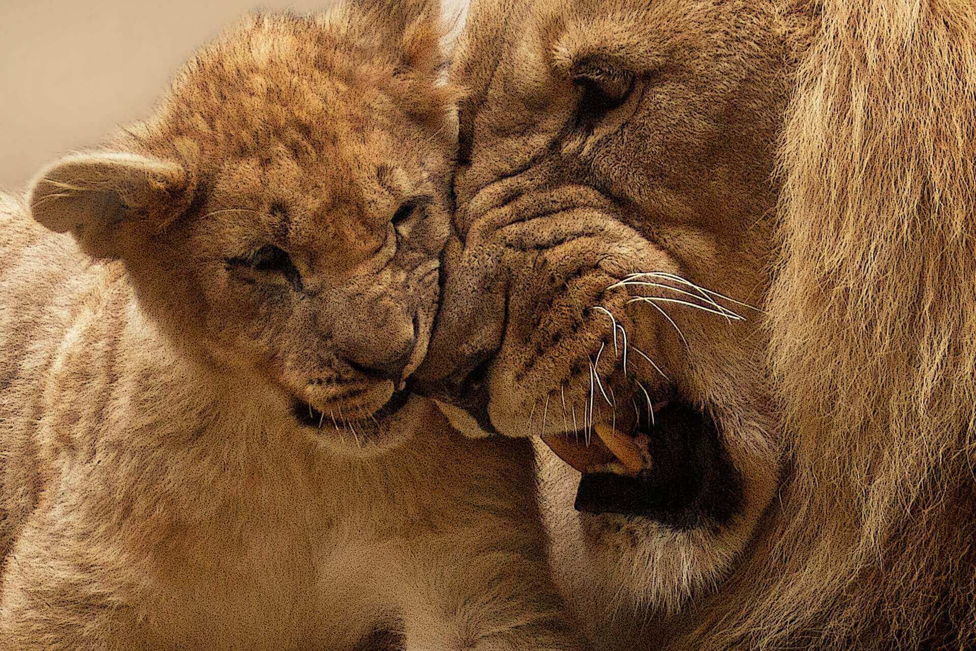 A Lion Cub and Male Lion Growling and Playing like The Lion King