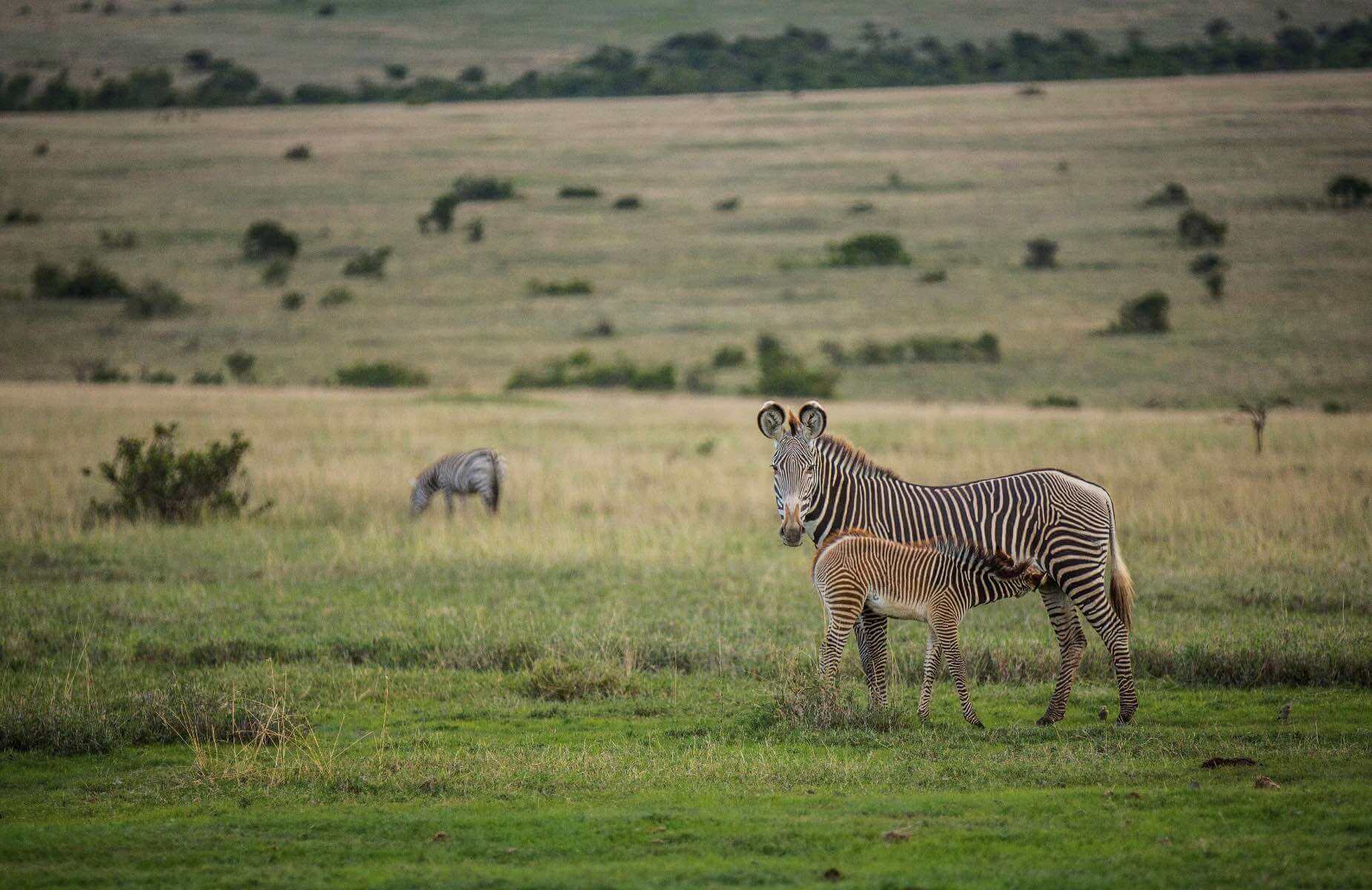 A foal drinking from Zebra in Kenya